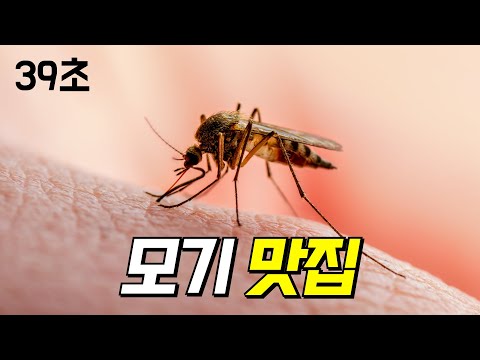 모기가 좋아하는 혈액형은 뭘까?