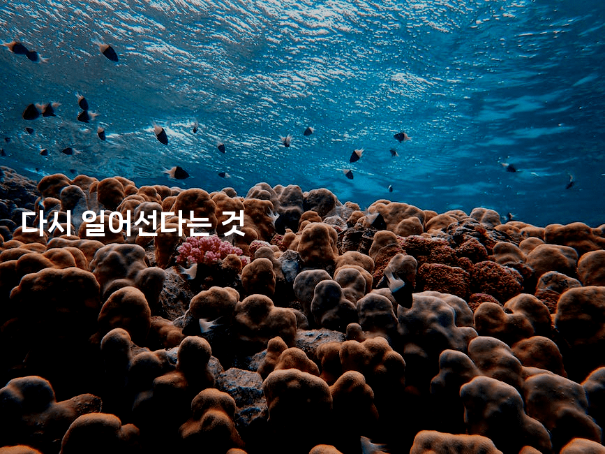 다시 일어선다는 것-꿈꾸미