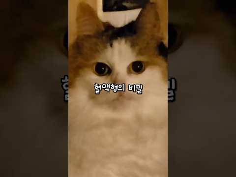 고양이 혈액형에 대한 특별한 비밀